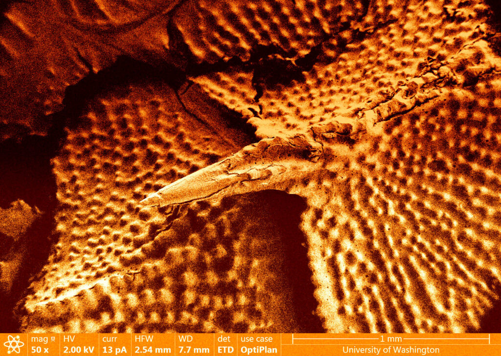 Most Stunning - Honorable Mention
Shai-Hulud and the Ripples in Sand
Artist:  Ankush Nandi, PhD student, Vashisth Research Lab, Mechanical Engineering, University of Washington
NNCI Site: NNI
Tool: Apreo1 SEM by ThermoFisher Scientific